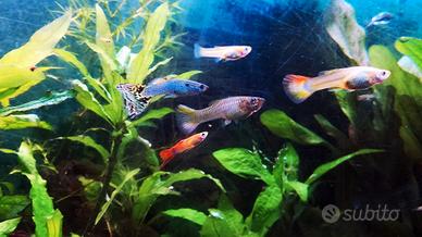 Pesci tropicali Guppy