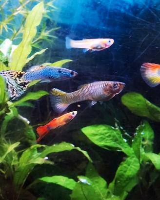 Pesci tropicali Guppy