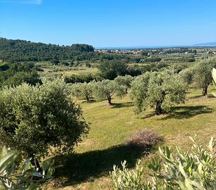 Oliveto di pregio