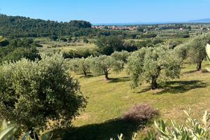Oliveto di pregio