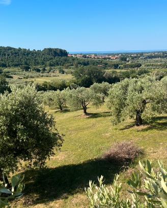 Oliveto di pregio