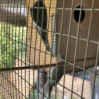 Pappagallo calopsite