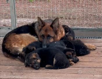 Cuccioli di pastore tedesco alta genealogia