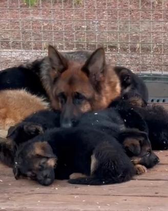 Cuccioli di pastore tedesco alta genealogia