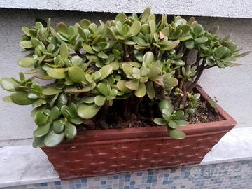 Pianta di Crassula (pianta di giada)