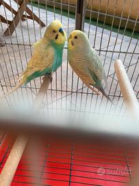 Coppia uccelli colorati