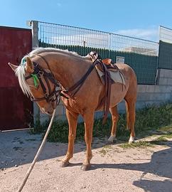 Cavallo