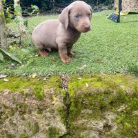 Bassotto Nano Isabella maschio