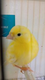 Canarini gialli novelli 2026