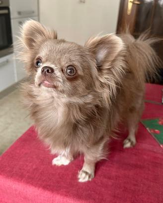 Monta Chihuha Lilac taglia piccolissima