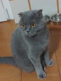 gattina schottis 3 anni 
