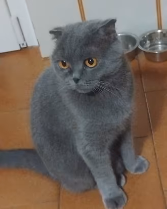 gattina schottis 3 anni 