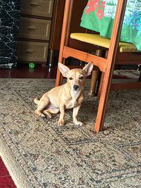 Pinscher
