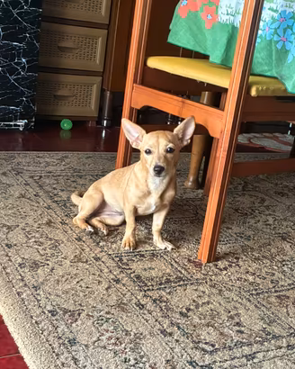 Pinscher
