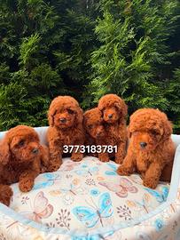 Splendidi cuccioli di Barboncino Red