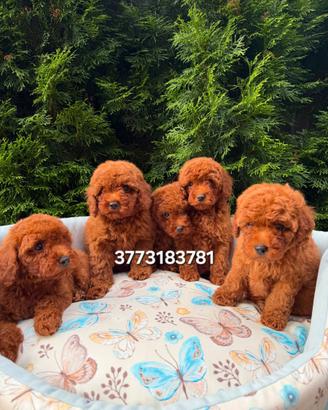 Splendidi cuccioli di Barboncino Red