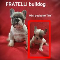 Bulldog francese piccola taglia 2 mesi