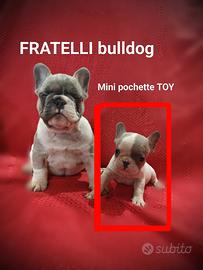Bulldog francese piccola taglia 2 mesi