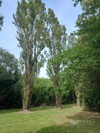 legno di pioppo