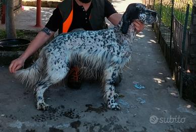 Cuccioli di setter inglesi
