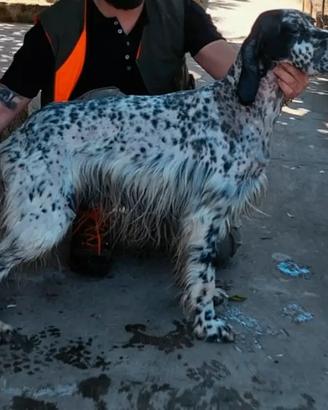 Cuccioli di setter inglesi