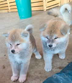 Cuccioli di akita inu