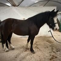 Cavallo