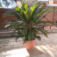 cycas