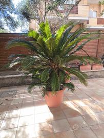 cycas