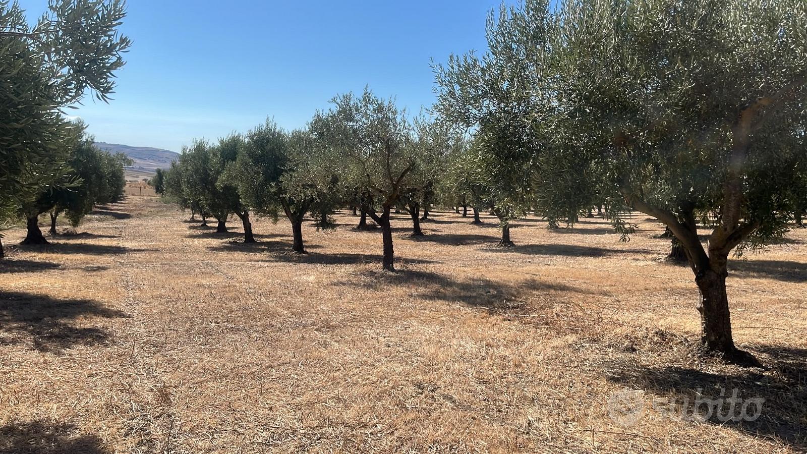 Terreno agricolo adibito ad ulivetto - Vista 5