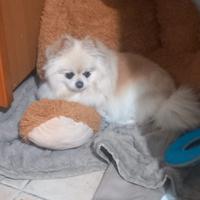 Spitz pomerania femmina