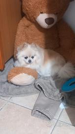 Spitz pomerania femmina