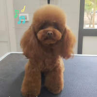 Barboncino per monta