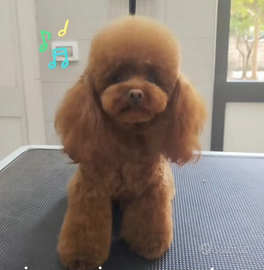 Barboncino per monta