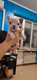 Cuccioli di bouldog francese