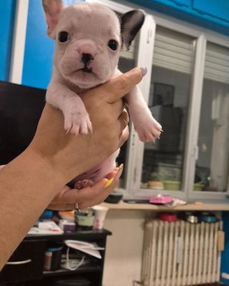 Cuccioli di bouldog francese
