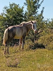 Puledro