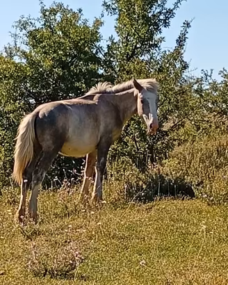 Puledro