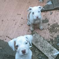 Cuccioli pitbull rednose