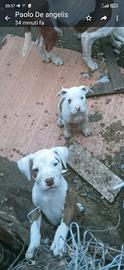 Cuccioli pitbull rednose