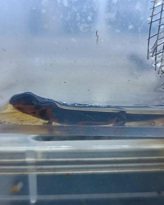 Cynops esincauda popei sud Okinawa (tritoni)