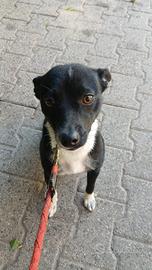 Cucciolo mix Pinscher di 8 mesi