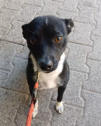 Cucciolo mix Pinscher di 8 mesi