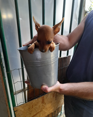 Pinscher toy