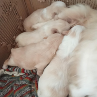Vendita cani il pechinese
