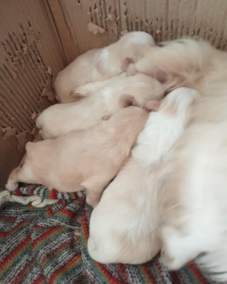 Vendita cani il pechinese