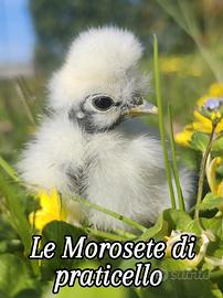 Pulcini Moroseta colli nudi