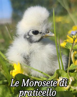 Pulcini Moroseta colli nudi