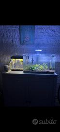Acquario da 60L + bettiera