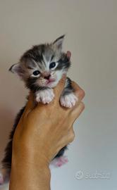 Maine coon con pedigree
